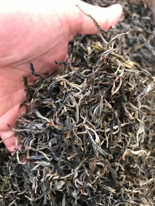 倚邦 | 兩朝貢茶，六山香魁