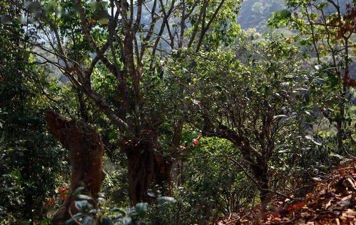 先有莽枝牛滾塘，之后才有普洱府