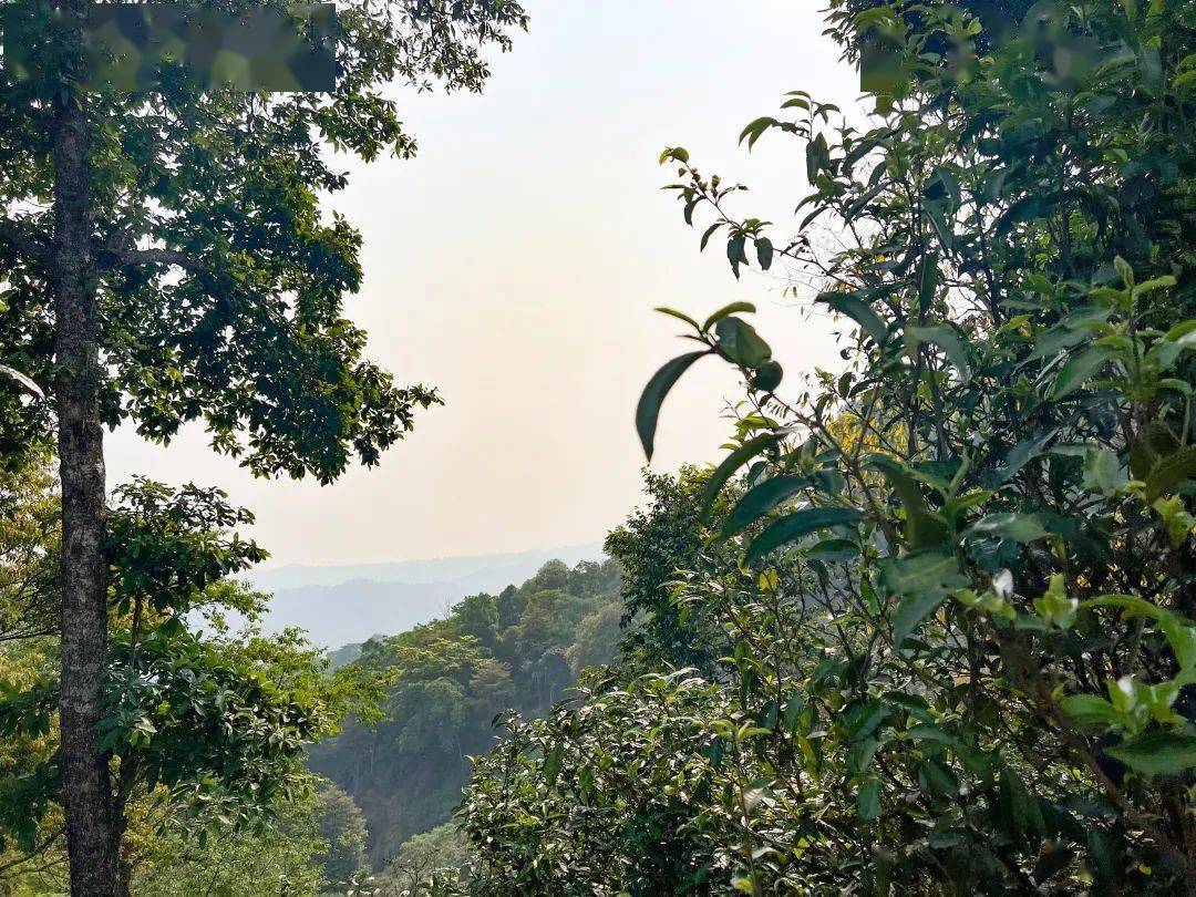 一山一味普洱茶——南糯山
